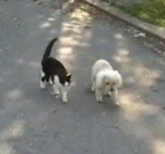 Gatto guida il cane cieco nella passeggiata