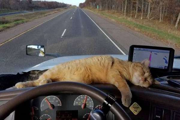 Tranquillo, ti faccio compagnia io!