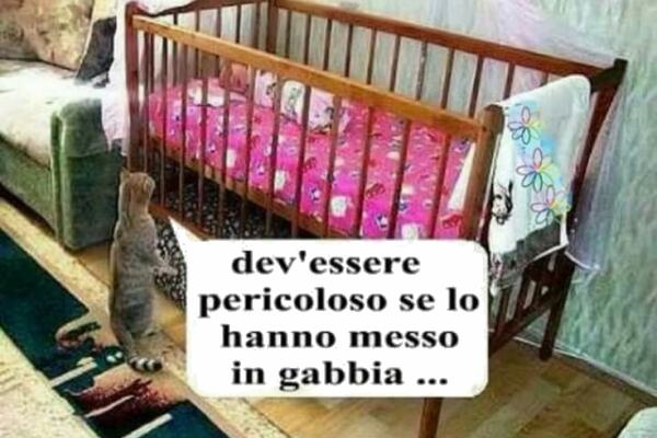 Gatto impaurito!