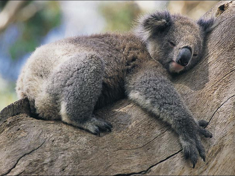 koala-4.jpg