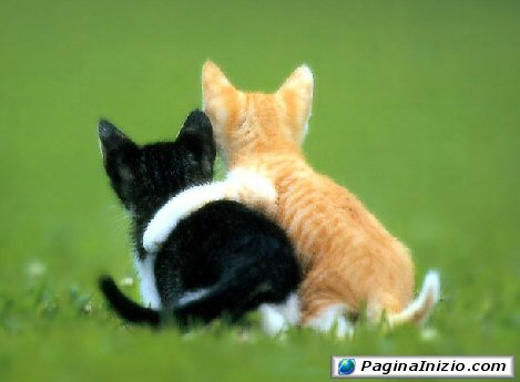 il giochino delle immaggini Animali090