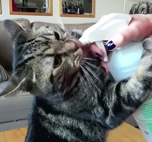 Il gatto che impazzisce per lo spruzzino
