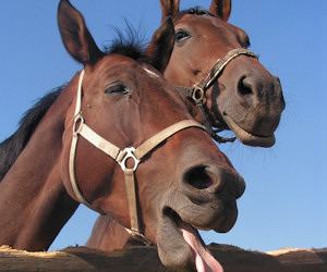 Barzellette sui Cavalli e sull'equitazione