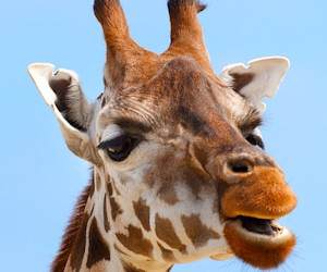Barzellette sulle Giraffe