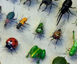 Barzellette sugli insetti