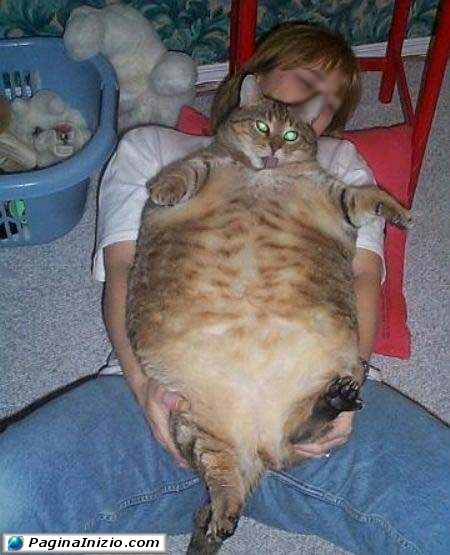Non esagerate con il cibo per gatti
