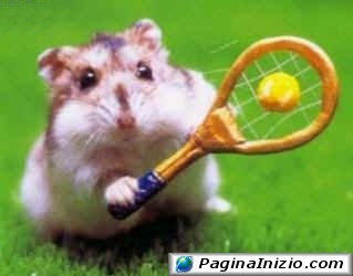 Il rat tennis