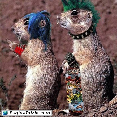 Marmotte punk