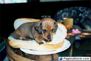 Il vero Hot Dog