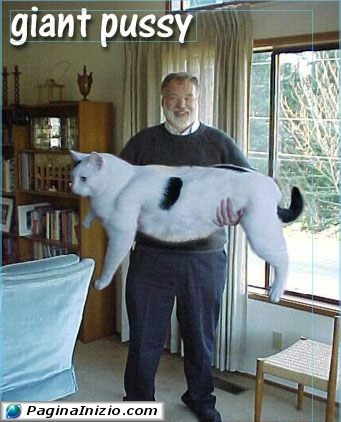 Un gatto da guinness