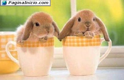 Colazione in dolce compagnia