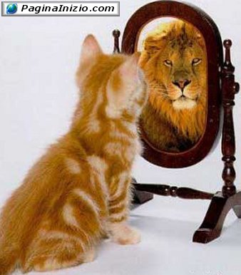 Un gatto sognatore