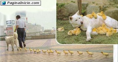 Amore tra cane e pulcini