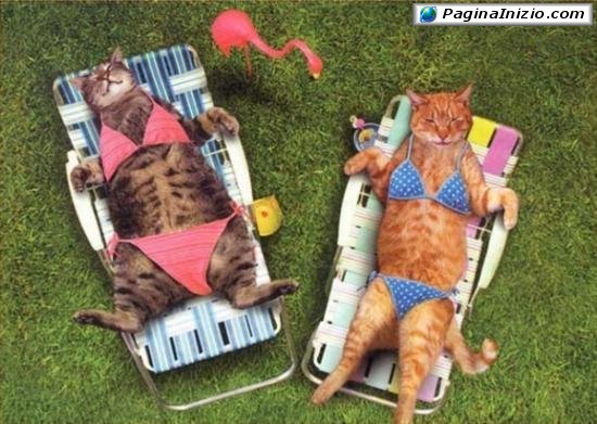 Bikini per gatte