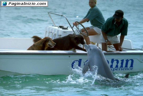 Bacio tra cane e delfino