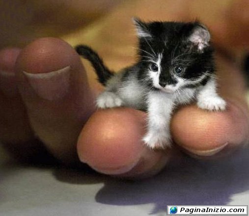 Un gattino minuscolo