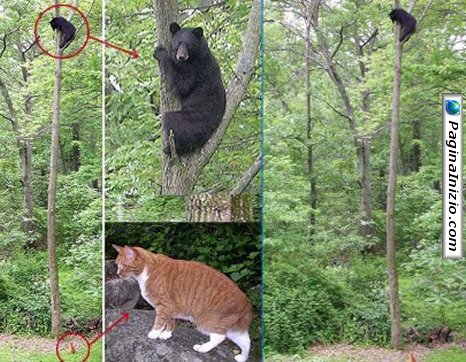 Un orso fifone
