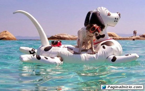 Senza pinne non mi tuffo!