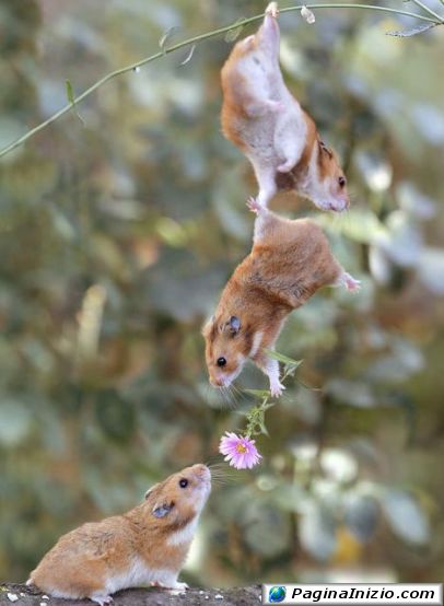 I criceti sono incredibilmente romantici