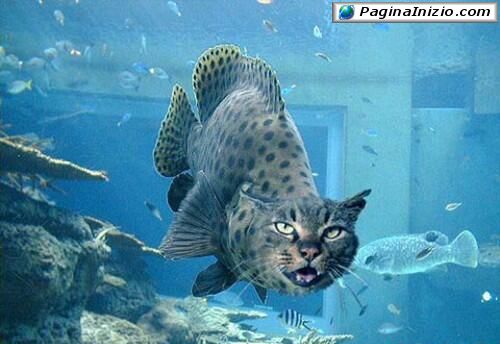 Il famoso pescegatto