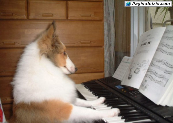 Altro che Beethoven...!