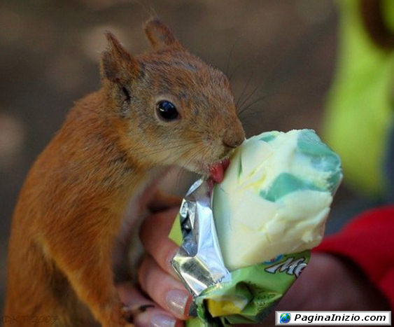 Che buono il gelato!