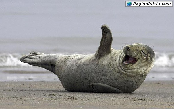 Una foca ilare