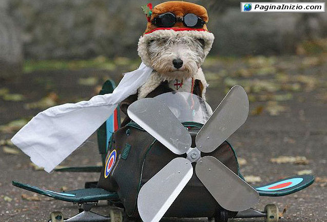 Il cane aviatore