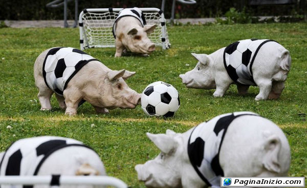 Anche i maiali amano il calcio