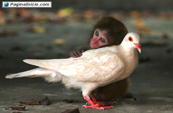 Ti prego, non volare via!