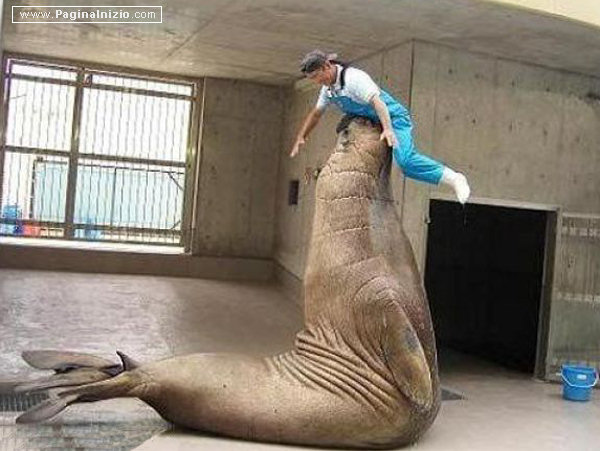 Una foca circense