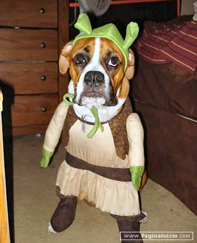 Se Shrek fosse un Boxer...