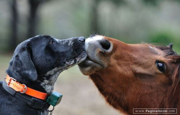 L'amore non fa distinzioni...