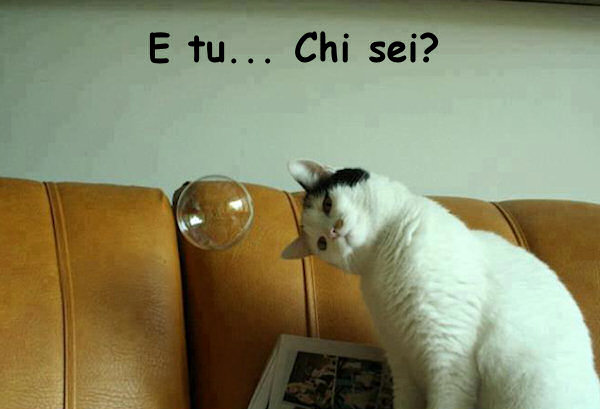 Gatto perplesso