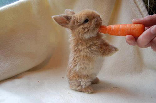 Mini carota per mini coniglio