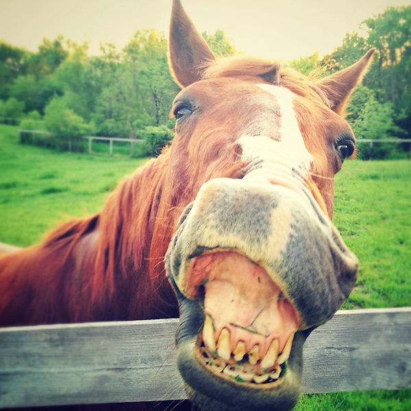 A caval donato non si guarda in bocca