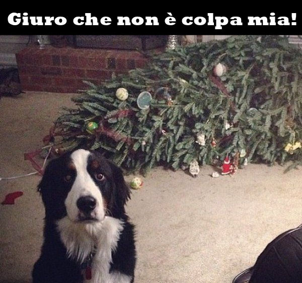 Io non ho fatto niente!