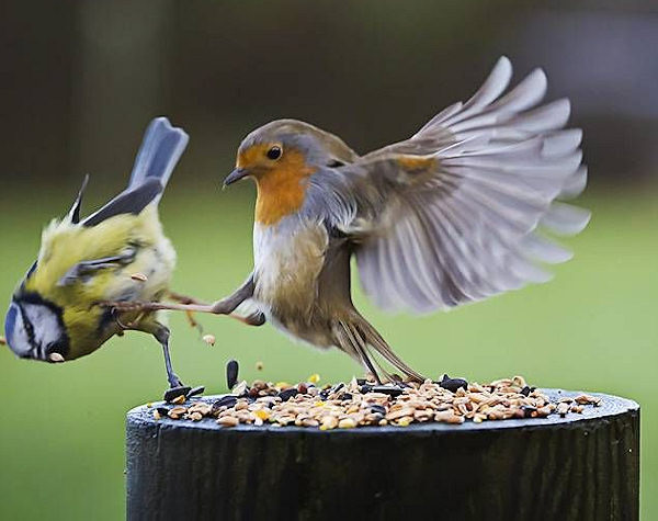 Chi prima arriva, prima mangia!