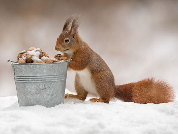Rifornimento per l'inverno