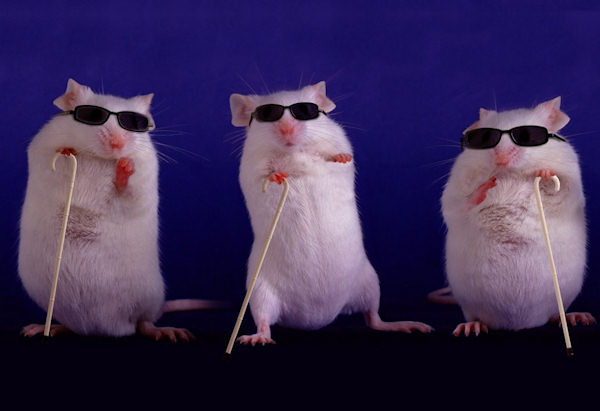 The Blues Brothers