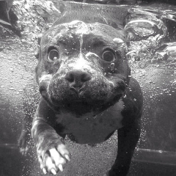 Un cane in apnea