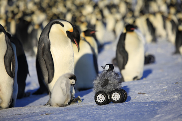 Pinguino robot accettato dal gruppo