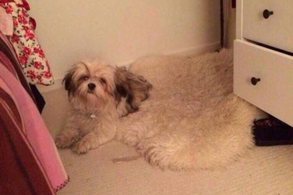 E' un cane o un tappeto?
