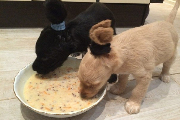 Cani con due code!