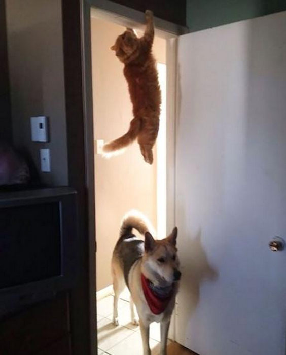 Il gatto dalle acrobazie ninja!