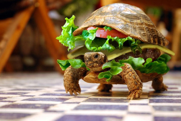 Sembra un panino, ma non lo è!