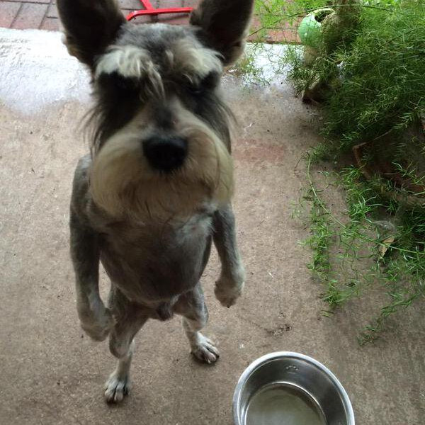 Cane arrabbiato!