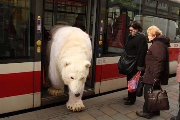 Un orso stanco