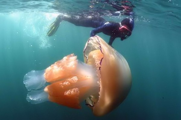 Invasione di meduse giganti