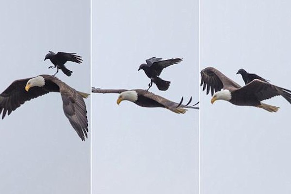 L'aquila dą un passaggio al corvo
